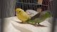 Parrotlet Birds for sale in Wichita, KS, USA. price: NA