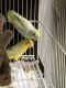 Parrotlet Birds for sale in New York, NY, USA. price: $280