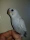 Parrotlet Birds for sale in Palm Springs, CA, USA. price: $25