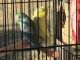 Parrotlet Birds for sale in Jacksonville, FL, USA. price: NA