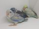 Parrotlet Birds for sale in Treasure Island, FL, USA. price: NA