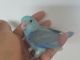 Parrotlet Birds for sale in Treasure Island, FL, USA. price: NA