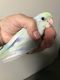 Parrotlet Birds for sale in Cape Coral, FL, USA. price: NA