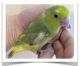 Parrotlet Birds for sale in Vancouver, WA, USA. price: $329