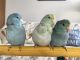 Parrotlet Birds for sale in Lafayette, IN, USA. price: NA
