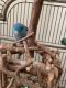 Parrotlet Birds for sale in Riverview, FL, USA. price: $175