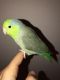 Parrotlet Birds for sale in Tampa, FL, USA. price: $165