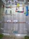 Parrotlet Birds for sale in Carlisle, PA 17013, USA. price: NA