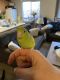Parrotlet Birds for sale in Caldwell, ID, USA. price: $50