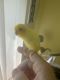 Parrotlet Birds for sale in Dania Beach, FL, USA. price: NA
