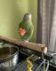 Parrotlet Birds for sale in Yuma, AZ, USA. price: NA
