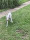 Parson Russell Terrier Puppies for sale in Virginia Beach, VA, USA. price: NA