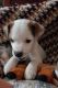 Parson Russell Terrier Puppies for sale in Holland, MI 49423, USA. price: $500