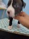 Parson Russell Terrier Puppies