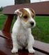 Parson Russell Terrier Puppies for sale in Boulder, CO, USA. price: NA