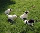 Parson Russell Terrier Puppies for sale in Provo, UT, USA. price: NA