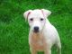 Parson Russell Terrier Puppies for sale in El Segundo, CA 90245, USA. price: $500