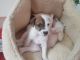 Parson Russell Terrier Puppies for sale in New Castle, PA, USA. price: $300