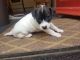 Parson Russell Terrier Puppies for sale in New Castle, PA, USA. price: $400