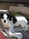 Parson Russell Terrier Puppies for sale in Sacramento, CA, USA. price: $600