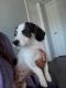 Parson Russell Terrier Puppies