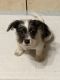 Parson Russell Terrier Puppies for sale in Atlanta, GA, USA. price: NA