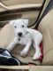 Parson Russell Terrier Puppies for sale in Stuart, FL, USA. price: NA