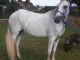 Paso Fino Horses for sale in 15950 SW 168th Ave, Miami, FL 33187, USA. price: $1,500