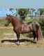 Paso Fino Horses for sale in 15950 SW 168th Ave, Miami, FL 33187, USA. price: $6,000