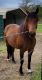 Paso Fino Horses for sale in Rodessa, LA 71069, USA. price: $2,500
