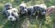 Pastor Garafiano Puppies for sale in New York, NY, USA. price: NA