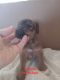 Patterdale Terrier Puppies for sale in Garnett, KS 66032, USA. price: $300