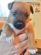 Patterdale Terrier Puppies for sale in PT PLEAS BCH, NJ 08742, USA. price: NA