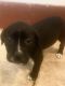 Patterdale Terrier Puppies for sale in Sikeston, MO 63801, USA. price: $250