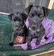 Patterdale Terrier Puppies for sale in Helensburgh NSW 2508, Australia. price: $1,000