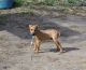 Patterdale Terrier Puppies for sale in McKinney, TX, USA. price: $400