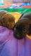 Patterdale Terrier Puppies for sale in West Covina, CA, USA. price: NA