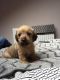 Patterdale Terrier Puppies for sale in Houston, TX, USA. price: NA