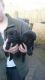 Patterdale Terrier Puppies for sale in Phoenix, AZ, USA. price: NA