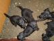 Patterdale Terrier Puppies for sale in Waynesville, NC 28786, USA. price: $500