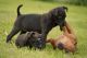 Patterdale Terrier Puppies