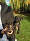 Patterdale Terrier Puppies for sale in Minnesota St, St Paul, MN 55101, USA. price: NA