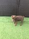Patterdale Terrier Puppies for sale in Massachusetts Ave, Boston, MA, USA. price: NA