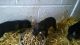 Patterdale Terrier Puppies for sale in Maryland City, MD, USA. price: NA