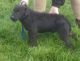 Patterdale Terrier Puppies for sale in Austin, TX, USA. price: $500