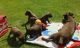 Patterdale Terrier Puppies for sale in Merrick, NY, USA. price: NA
