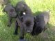 Patterdale Terrier Puppies for sale in Seattle, WA, USA. price: NA