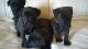 Patterdale Terrier Puppies for sale in Bloomfield Ave, Bloomfield, CT 06002, USA. price: NA