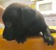 Patterdale Terrier Puppies for sale in Flatwoods, KY 41139, USA. price: NA