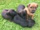 Patterdale Terrier Puppies for sale in Seattle, WA 98185, USA. price: NA